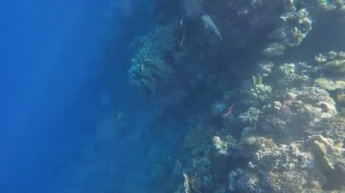 Kızıl denizdeki renkli resiflerde şnorkelle yüzmek