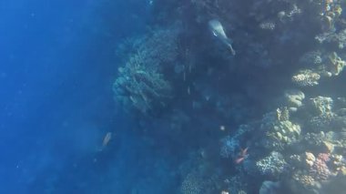 Kızıl denizdeki renkli resiflerde şnorkelle yüzmek