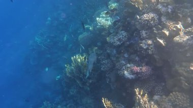 Kızıl denizdeki renkli resiflerde şnorkelle yüzmek