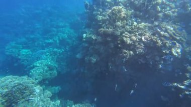 Kızıl denizdeki renkli resiflerde şnorkelle yüzmek