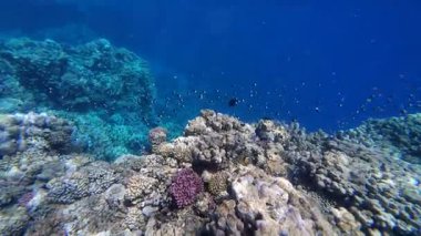 Kızıl denizdeki renkli resiflerde şnorkelle yüzmek