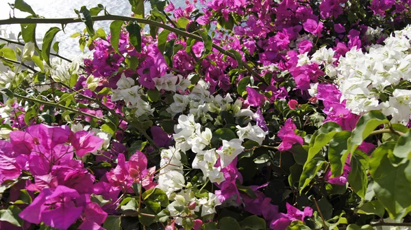 Kleurrijke bloemen in Griekenland dorp oia op santorini — Stockfoto