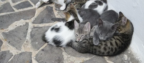 Small and cute cats are playingaround — Stock Photo, Image