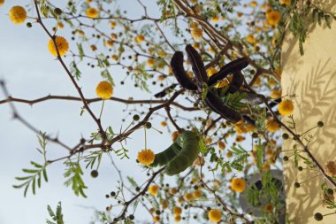 Yunanistan Köyü oia santorini üzerinde renkli çiçekler
