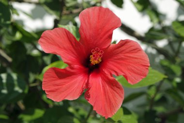 Yunanistan'ın renkli bitkilerden santorini Adası