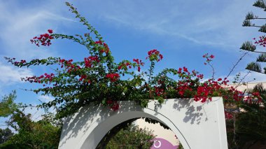 Yunanistan Köyü oia santorini üzerinde renkli çiçekler