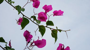 Yunanistan'ın renkli bitkilerden santorini Adası