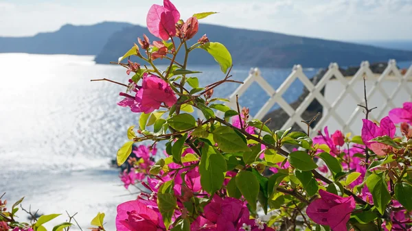 Flores de colores en oia pueblo griego en santorini — Foto de Stock