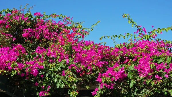 Kleurrijke bloemen in Griekenland dorp oia op santorini — Stockfoto