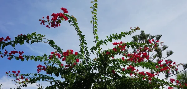 Kleurrijke planten uit de Griekse eiland santorini — Stockfoto