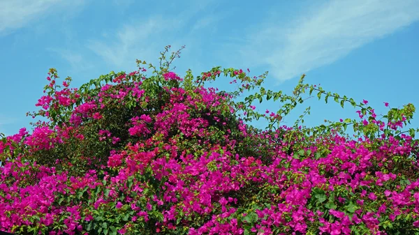 Kleurrijke planten uit de Griekse eiland santorini — Stockfoto