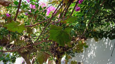 Yunanistan'ın renkli bitkilerden santorini Adası