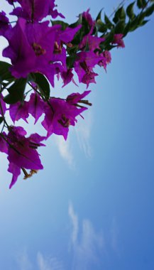 Yunanistan'ın renkli bitkilerden santorini Adası