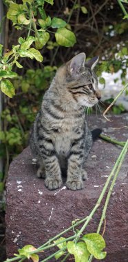 Tatlı bir küçük kedi yakın çekim