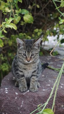 Tatlı bir küçük kedi yakın çekim