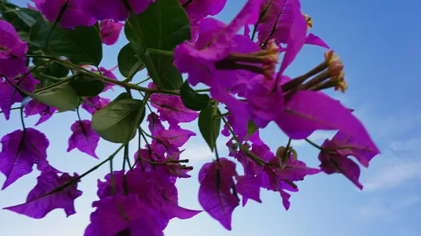 Kleurrijke planten uit de Griekse eiland santorini — Stockfoto