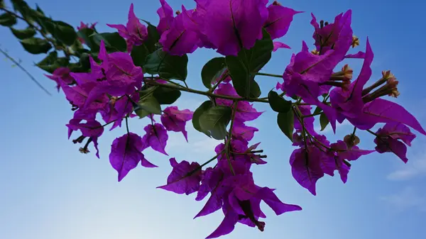 Kleurrijke planten uit de Griekse eiland santorini — Stockfoto