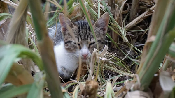 Zbliżenie na słodki mały kot — Zdjęcie stockowe