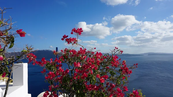 Barevné květy v Řecku vesnici oia na santorini — Stock fotografie