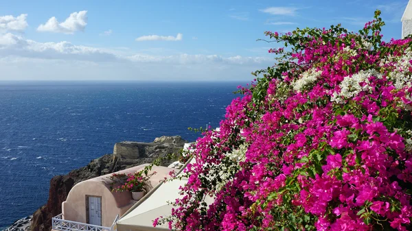 Barevné květy v Řecku vesnici oia na santorini — Stock fotografie