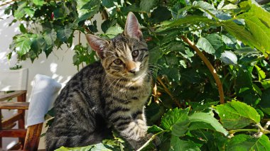 Tatlı bir küçük kedi yakın çekim