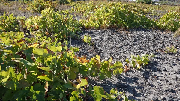Κρασί πεδίο με κρασί φυτά στο νησί της Σαντορίνης — Φωτογραφία Αρχείου