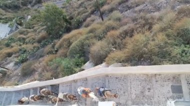 Yunanistan eşek üzerinde santorini