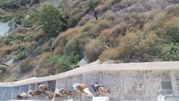 Греческие ослы на Санторини — стоковое видео