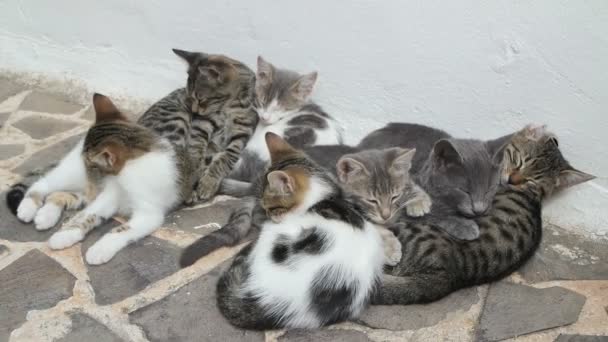 Lindo gato familia — Vídeo de stock