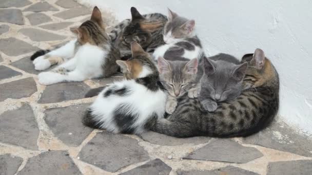 可爱的猫家庭 — 图库视频影像
