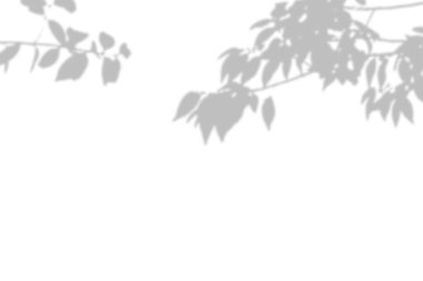 Beyaz doku arka planında yaprağın gölgesi var. Yaprak sunumunun gölgesi ile dekoratif ürün için kullan.