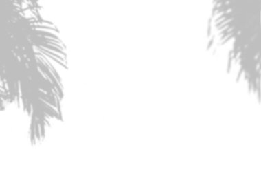 Beyaz doku arka planında yaprağın gölgesi var. Yaprak sunumunun gölgesi ile dekoratif ürün için kullan.