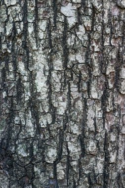 eski ahşap arka plan