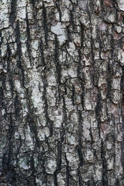 eski ahşap arka plan