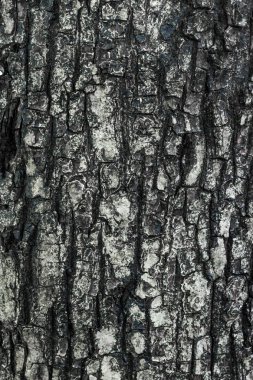 eski ahşap arka plan