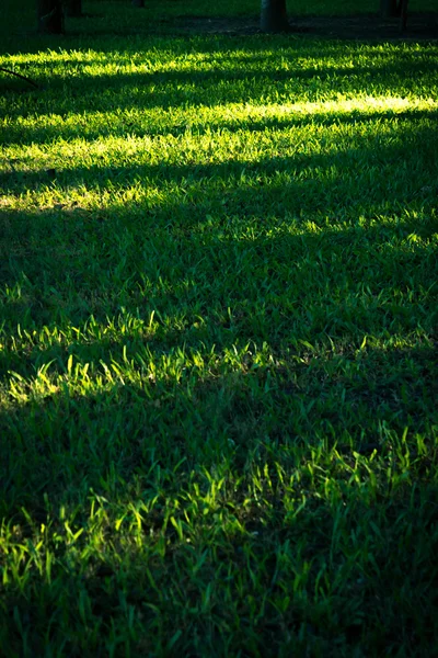 Hierba verde — Foto de Stock