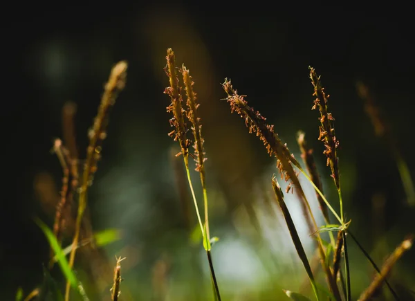 Grass flower evening vintage style — Stock Photo, Image