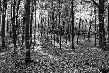 Sonbahar manzara siyah ve beyaz renk