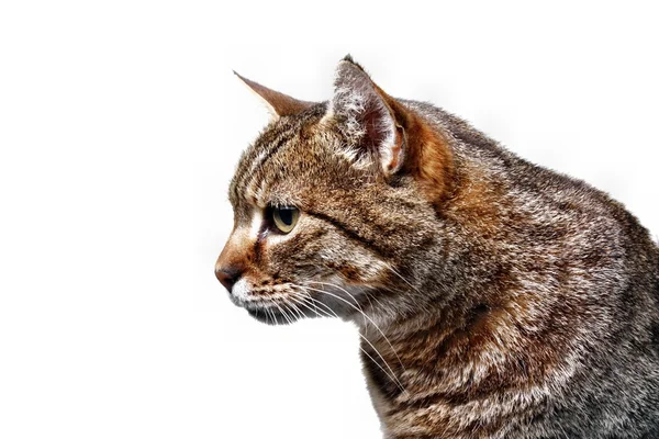 Cat gaze isolated — Stock Photo, Image