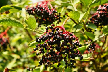 Tıbbi mürver meyve büyüyen