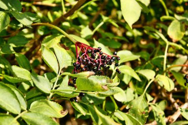 Tıbbi mürver meyve büyüyen