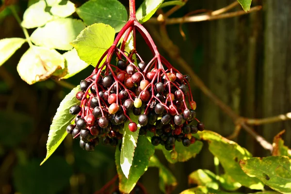 Growing medicinal elderberry fruits — Stock Photo, Image