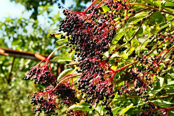 Cultivando frutos de sabugueiro — Fotografia de Stock