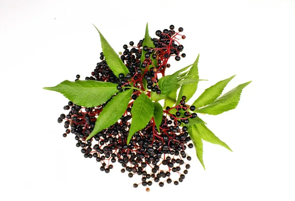 Black elderberry isolated — Stock Photo, Image