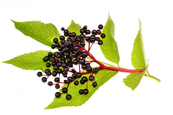 Black elderberry isolated — Stock Photo, Image