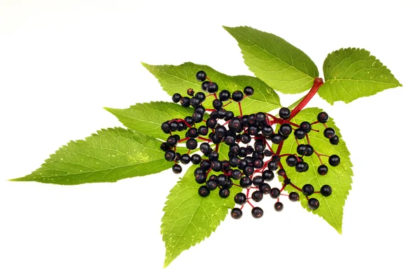 Frutos de sabugueiro isolados — Fotografia de Stock