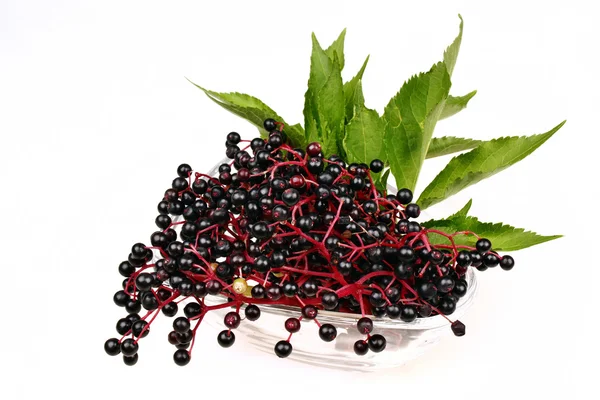 Black elderberry isolated — Stock Photo, Image