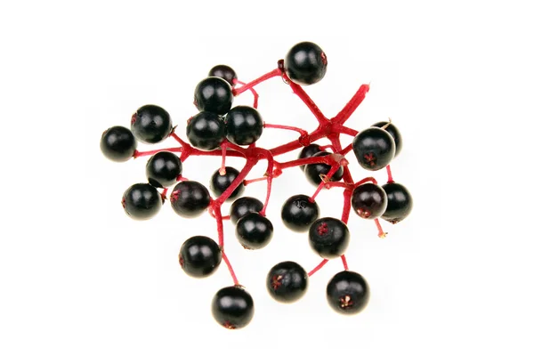 Black elderberry isolated — Stock Photo, Image