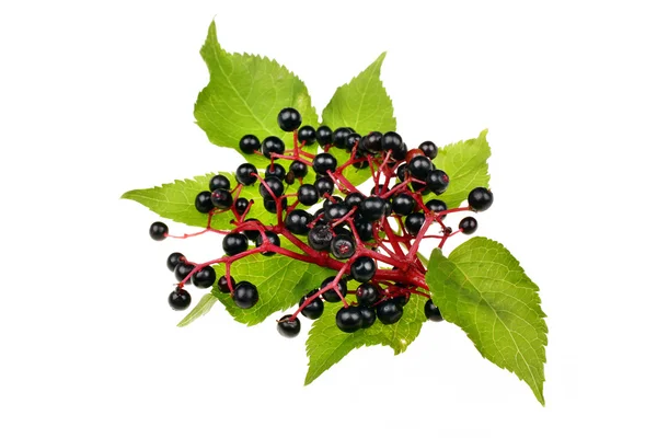 Black elderberry isolated — Stock Photo, Image