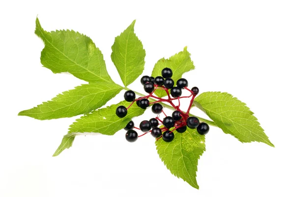 Black elderberry isolated — Stock Photo, Image